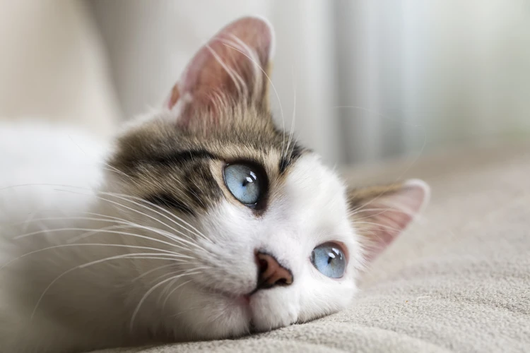 Gdzie Szukać Pomocy W Interpretacji Snu Z Kotem Atakującym Człowieka?
