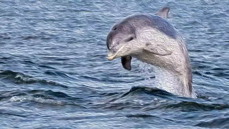 Interpretacja Snu O Pływaniu Z Delfinem