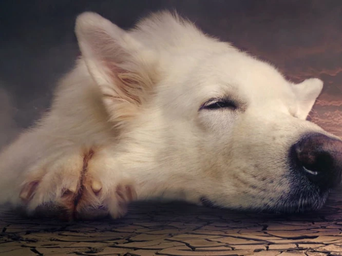 Sen O Zaniedbanym Psie - Co Może Symbolizować?